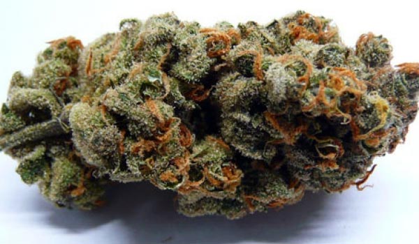 Lamb’s Bread Strain Medical