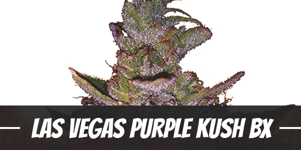 Las Vegas Purple Kush BX