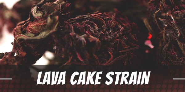 Lava Cake Strain