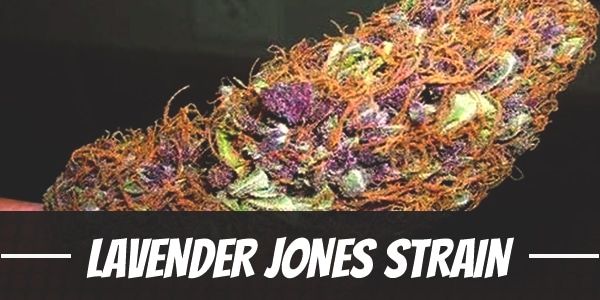 Lavender Jones Strain