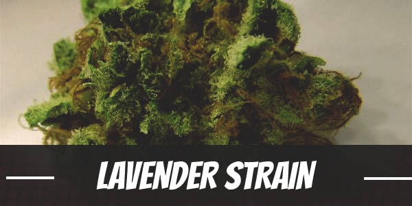 Lavender Strain