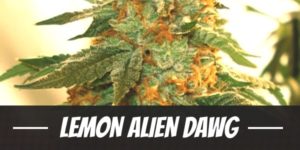 Lemon Alien Dawg