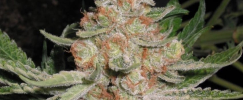 Lemon Alien Dawg Effects