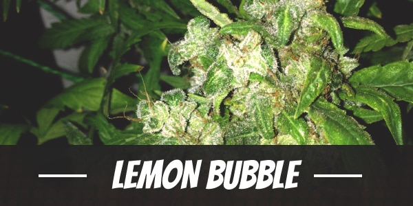 Lemon Bubble