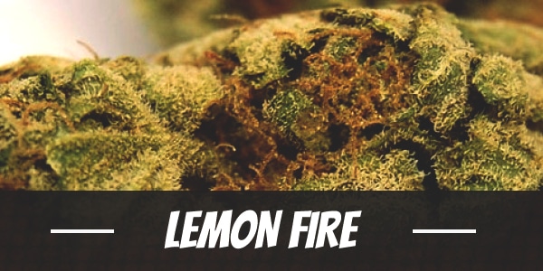 Lemon Fire