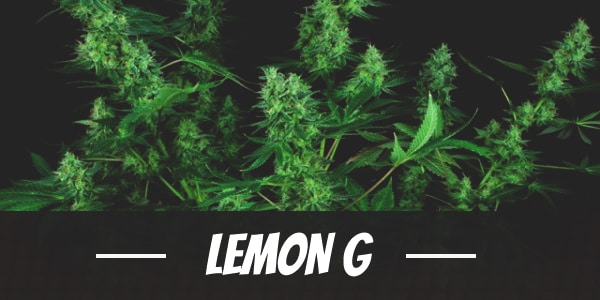 Lemon G