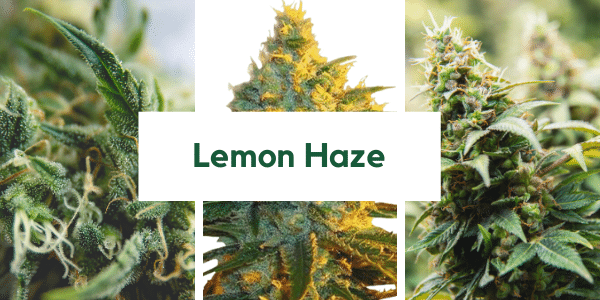 Lemon Haze Strain