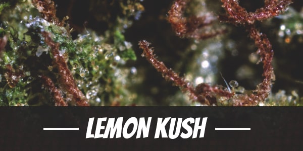 Lemon Kush