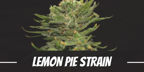 Lemon Pie Strain