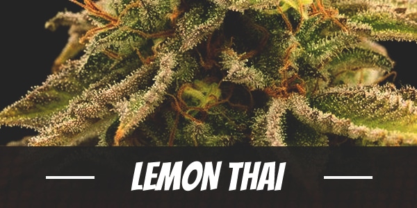 Lemon Thai