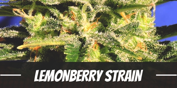 Lemonberry Strain