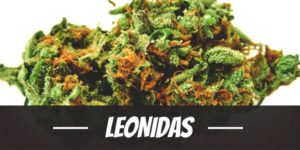Leonidas