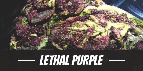 Lethal Purple