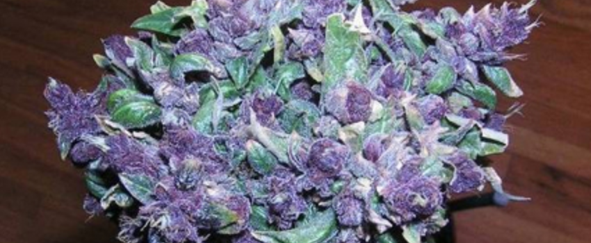 Lethal Purple Medical