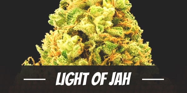 Light Of Jah