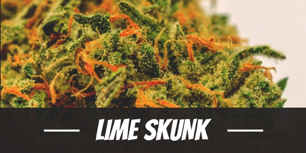 Lime Skunk