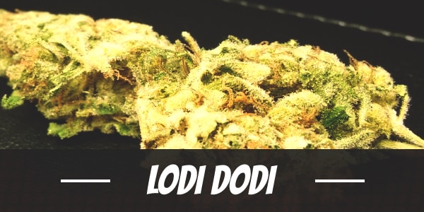 Lodi Dodi