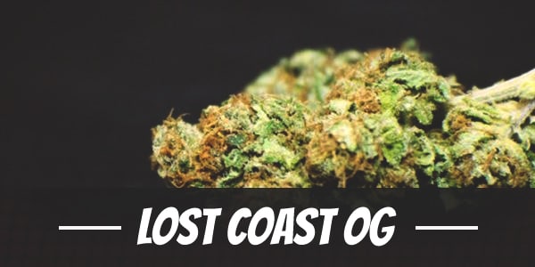 Lost Coast OG