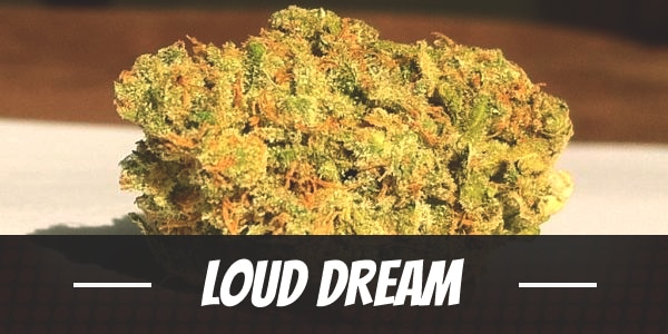 Loud Dream