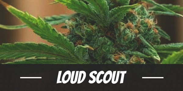 Loud Scout