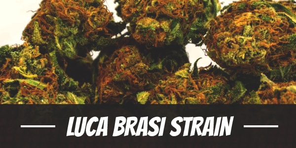 Luca Brasi Strain