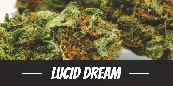 Lucid Dream