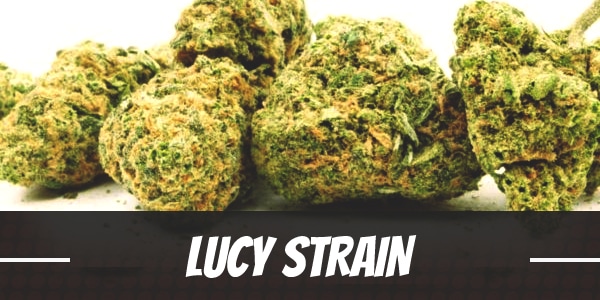 Lucy Strain