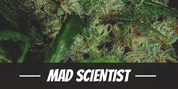 Mad Scientist