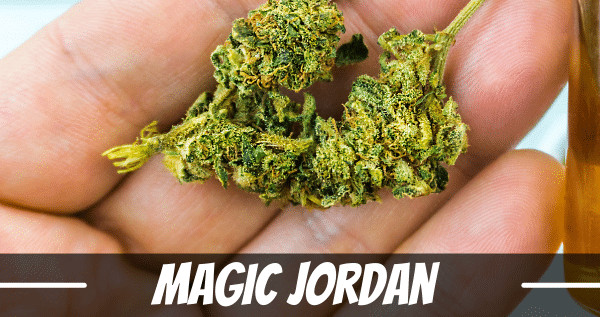 Magic Jordan strain