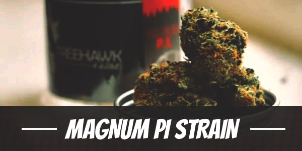 Magnum PI Strain