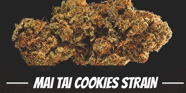 Mai Tai Cookies Strain