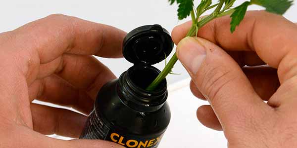 Dip marijuana clone in the rooting gel