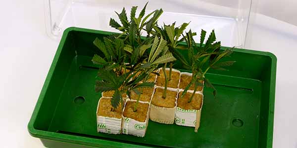 Put marijuana clones in a propagator