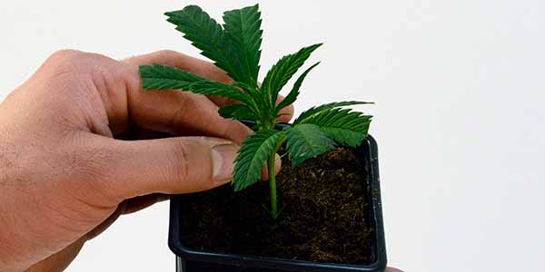 Stick the marijuana plant into the saturated potting soil