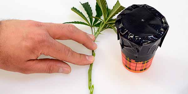 Cut a small hole in the cover for marijuana cloning in water