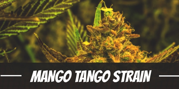 Mango Tango Strain