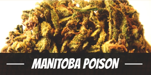 Manitoba Poison