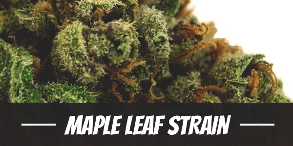 Maple Leaf Strain