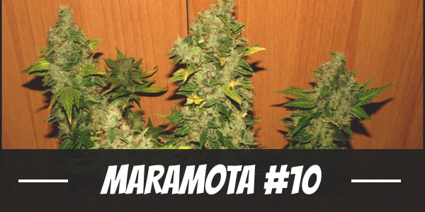 Maramota #10