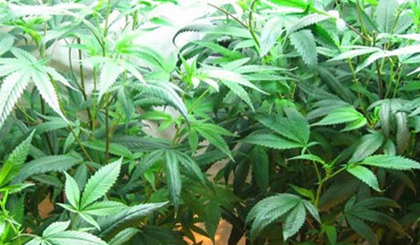 Marijuana lighting for a single cannabis plant grow