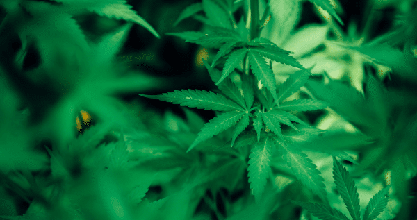 Marijuana plant