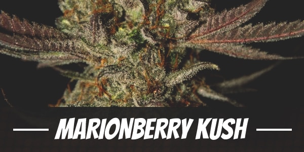 Marionberry Kush