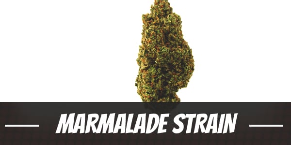 Marmalade Strain