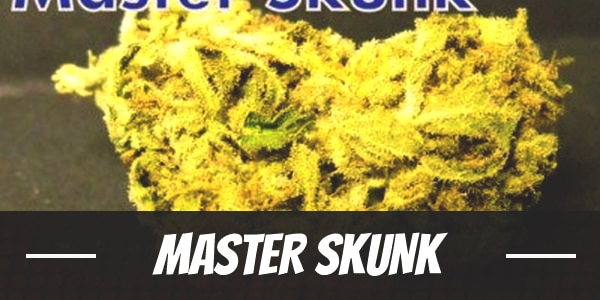 Master Skunk