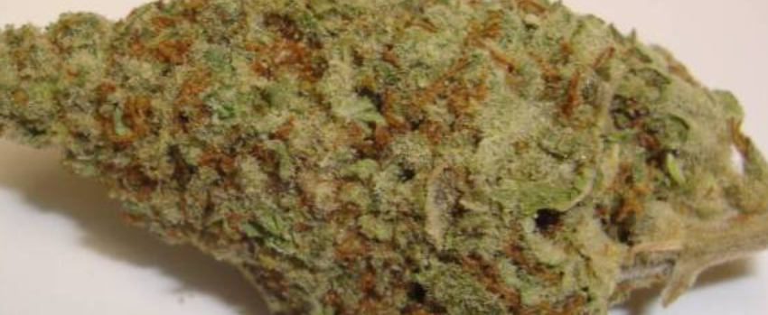 Master Bubba Marijuana Strain