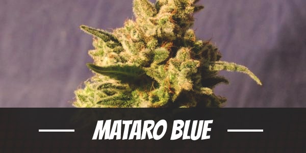 Mataro Blue