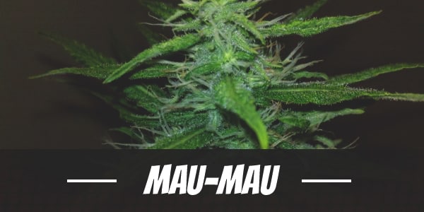 Mau-Mauj