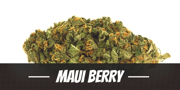 Maui Berry