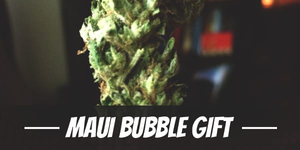 Maui Bubble Gift