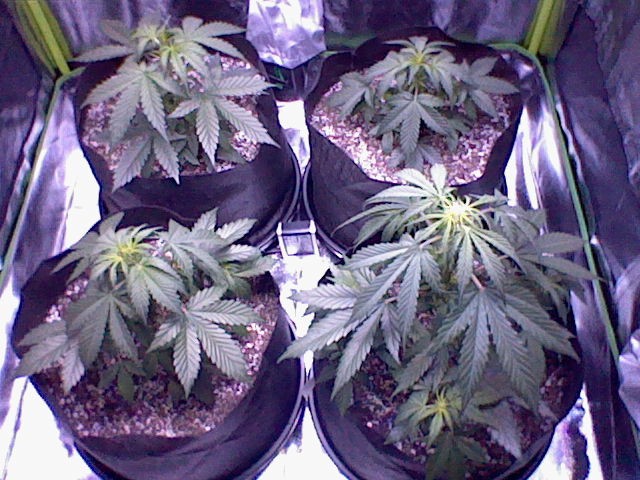 uneventful grow